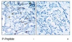 CDC2/CDK1, p Thr161 Antibody, Novus Biologicals 0.025 mL; Unconjugated:Antibodies,